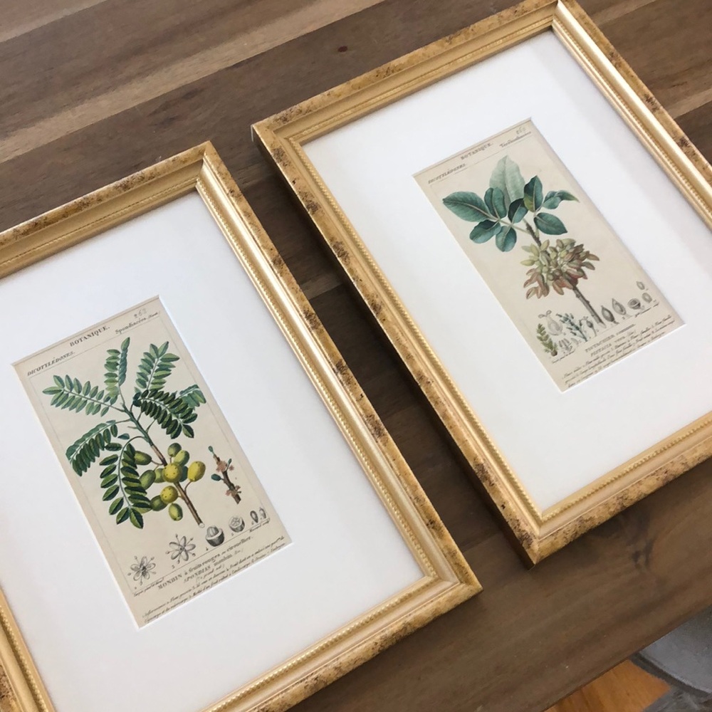 Pair of antique French botanical prints, custom framed.